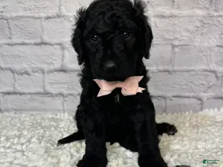 Goldendoodle dogs for sale: Wesley- Standard F1B - Ad 1