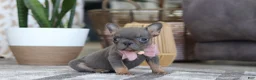French Bulldog dogs for sale: Brooklyn - Ad 2