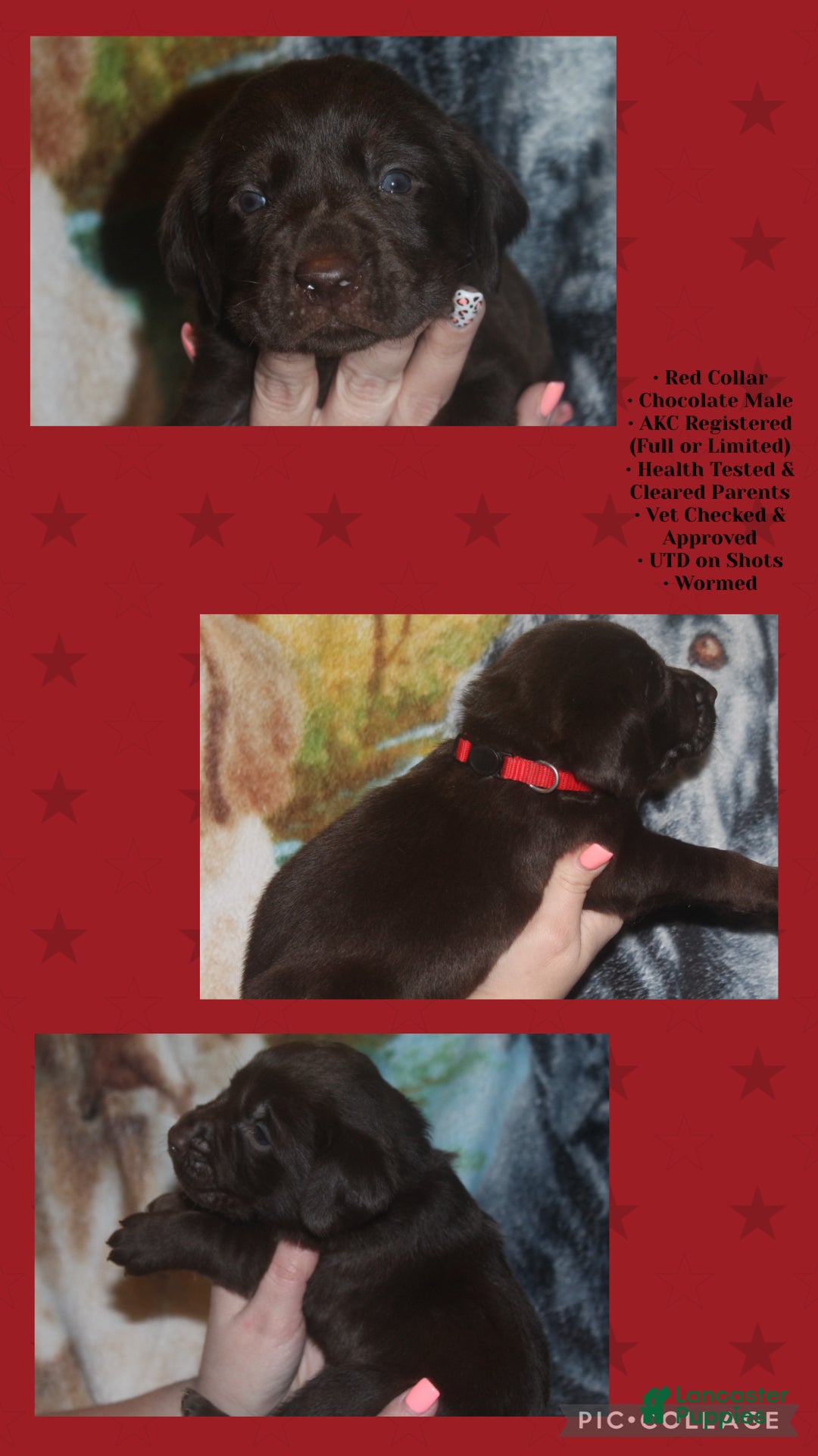 Labrador Retriever dogs Red Collar  - Ad 4