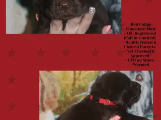 Labrador Retriever dogs Red Collar - Ad 4