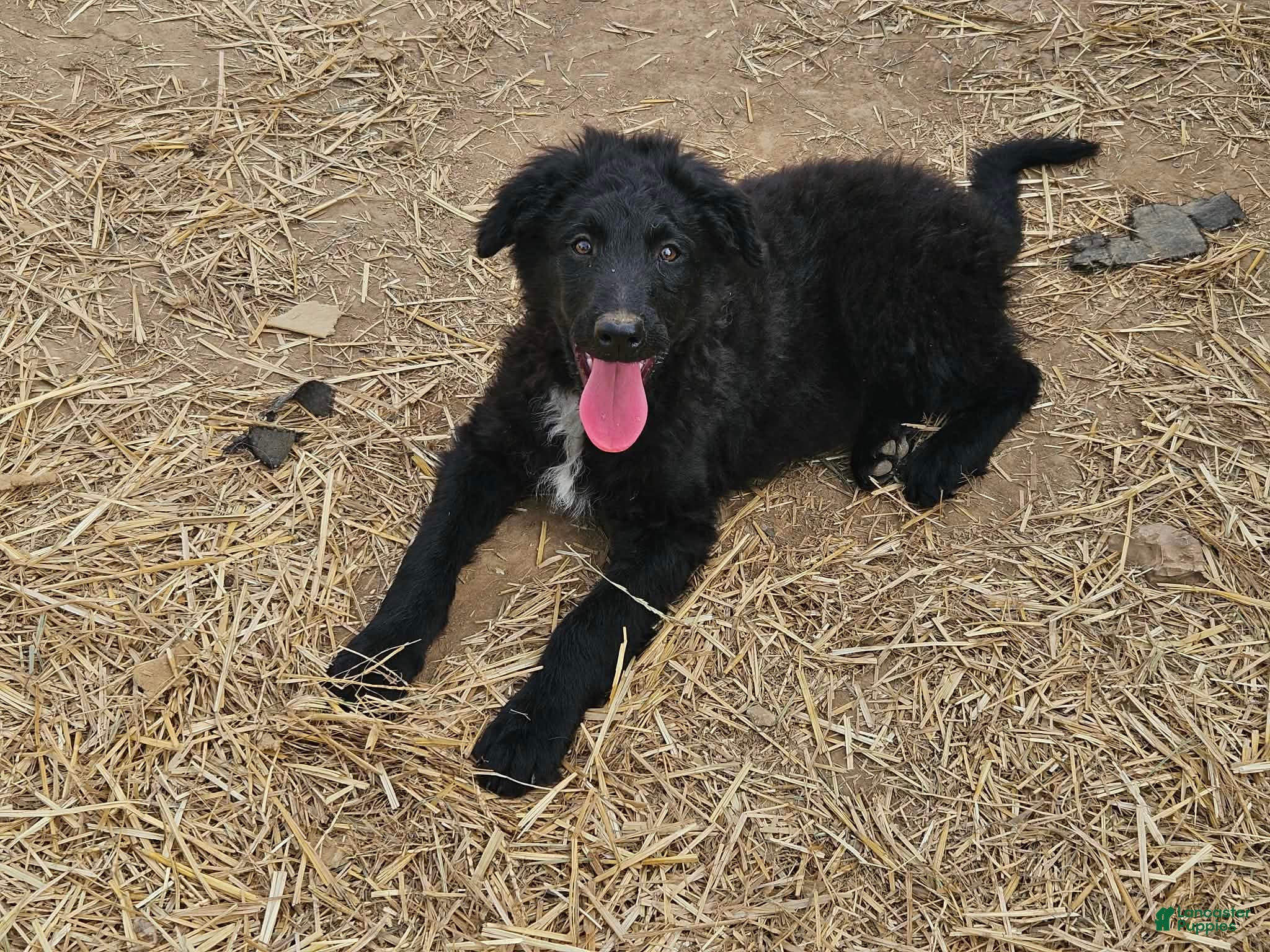 Bordoodle dogs Apple - Ad 2