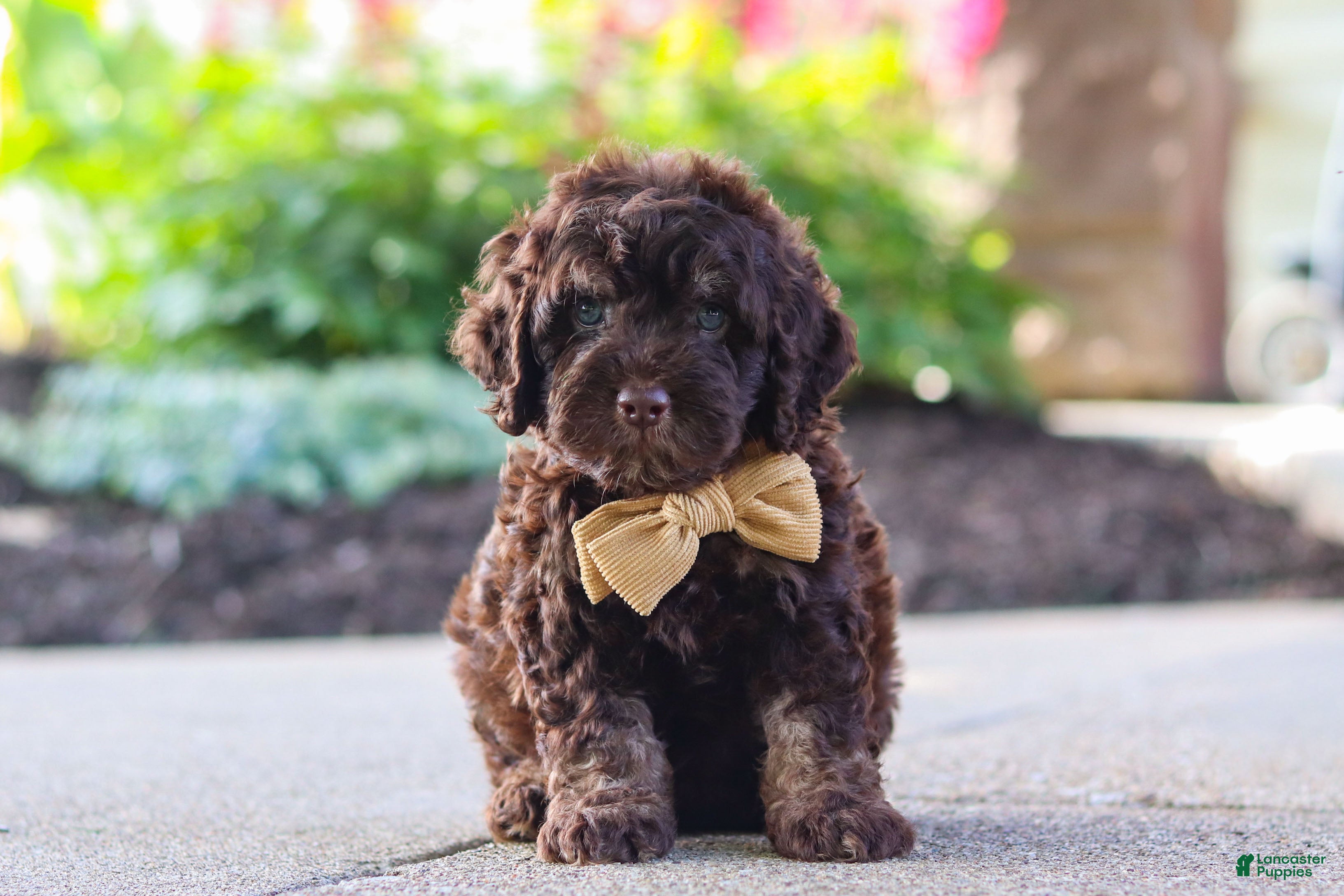 Cockapoo dogs Trevor - Ad 2