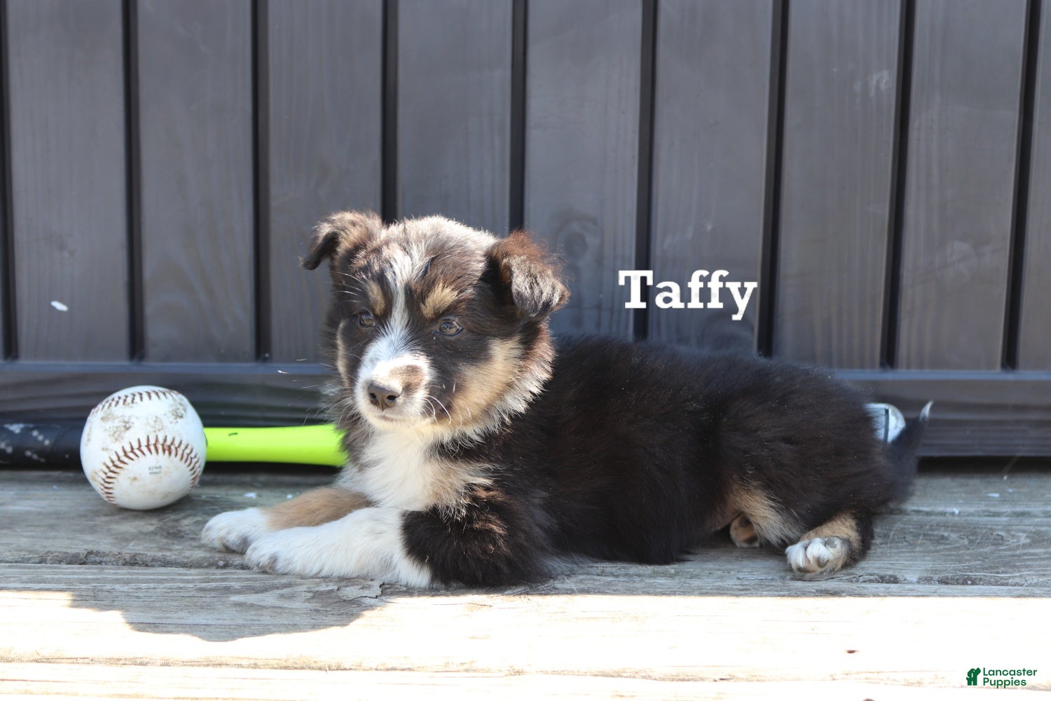 Mixed Breed dogs for sale: Taffy - Ad 1
