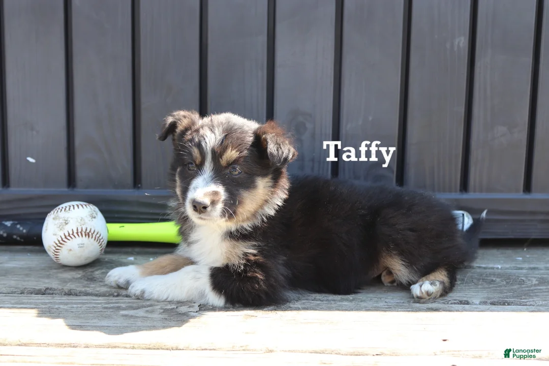 Mixed Breed dogs for sale: Taffy - Ad 1