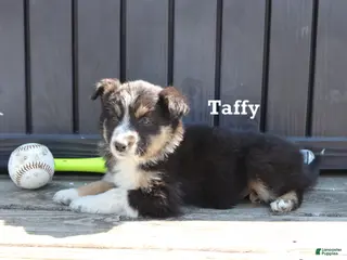 Mixed Breed dogs for sale: Taffy - Ad 1