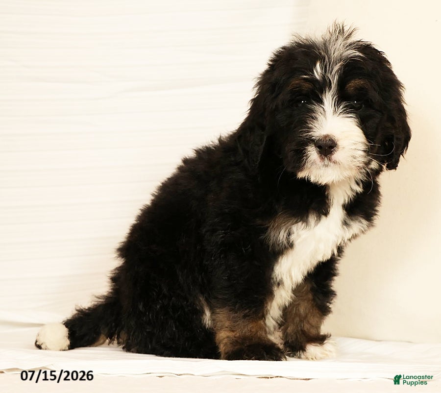 Bernedoodle dogs Ted - Ad 2