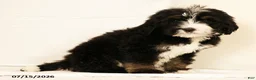 Bernedoodle dogs for sale: Ted - Ad 2