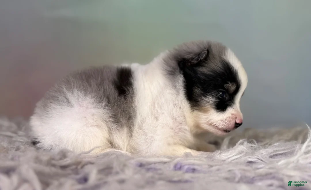 Pomeranian dogs for sale: Tux - Ad 2
