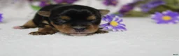 Yorkshire Terrier dogs for sale: Penny  - Ad 5