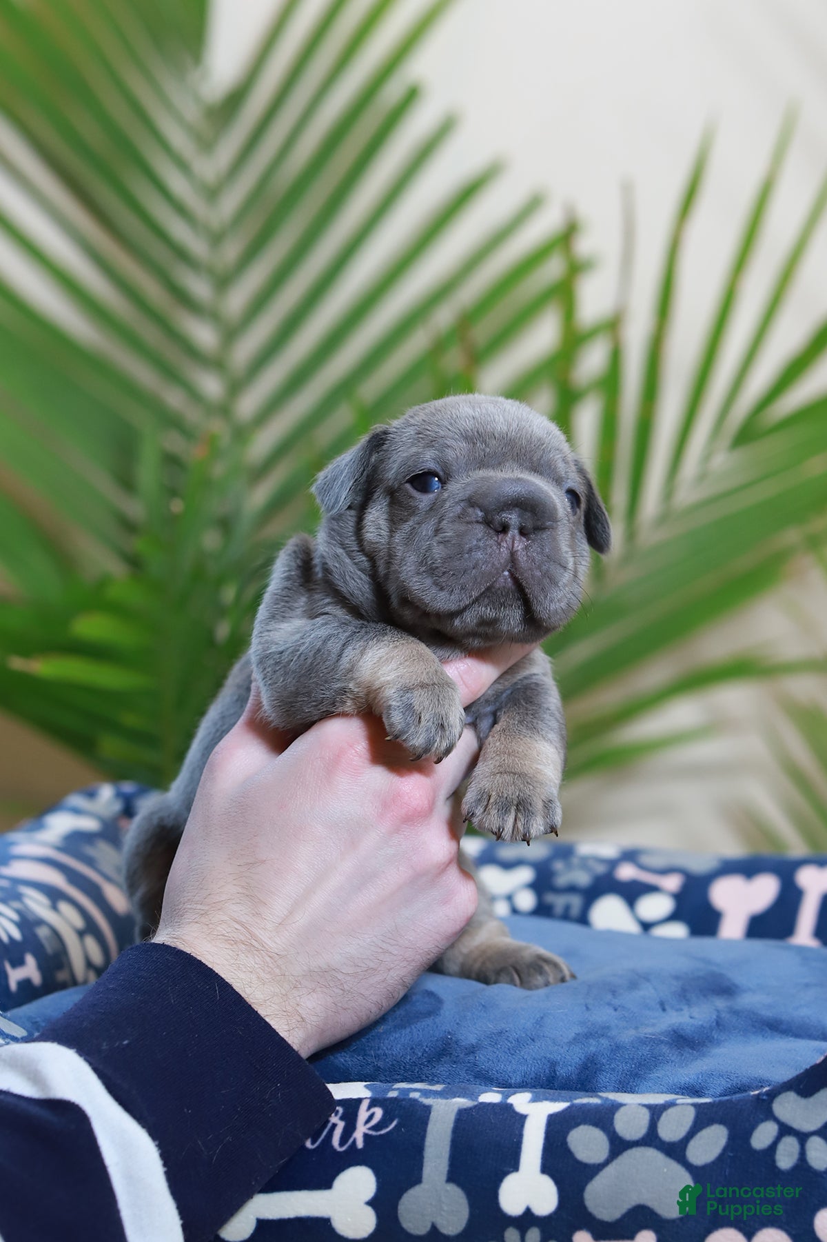 French Bulldog dogs Ralf  - Ad 15
