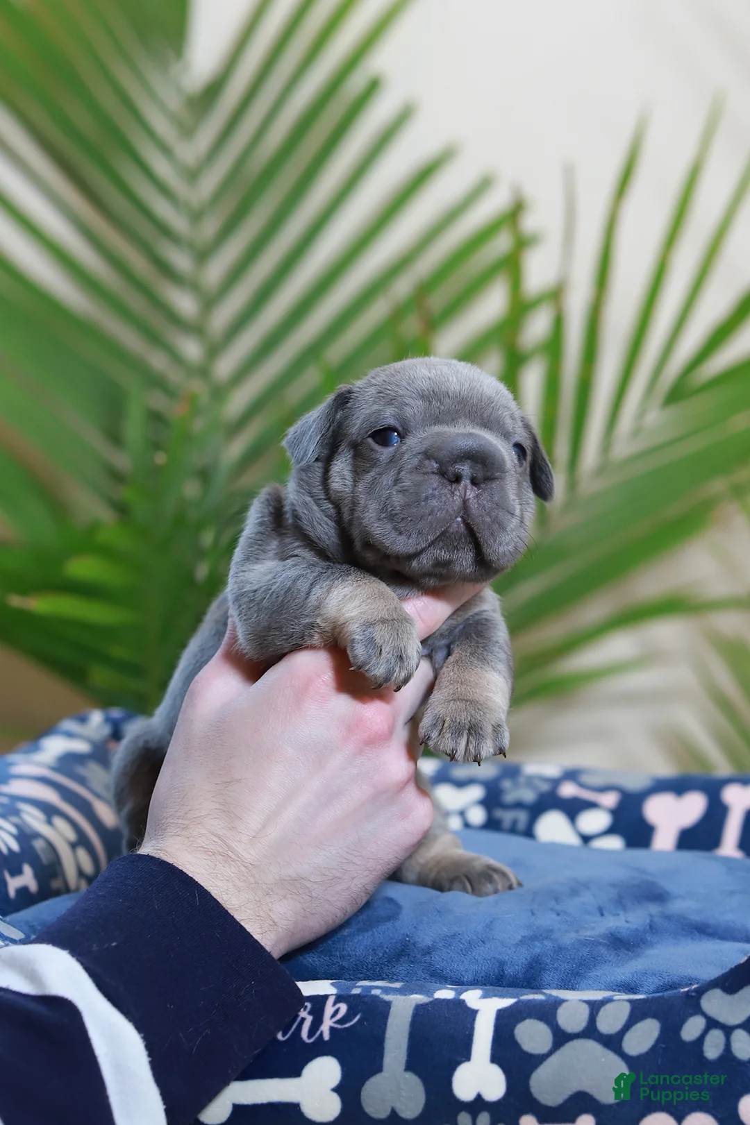 French Bulldog dogs for sale: Ralf  - Ad 1