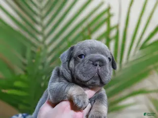 French Bulldog dogs Ralf - Ad 15