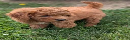 Mini Goldendoodle dogs for sale: Gianna  - Ad 4