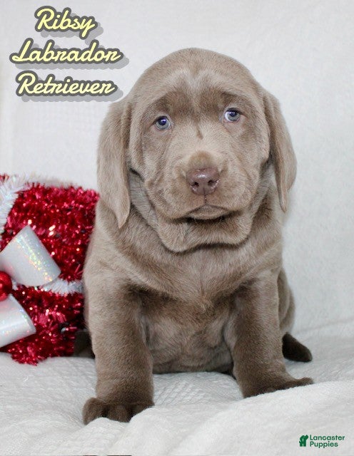 Labrador Retriever dogs Ribsy - Ad 22