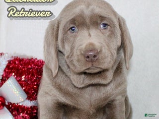 Labrador Retriever dogs Ribsy - Ad 8
