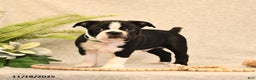 Boston Terrier dogs for sale: Morris - Ad 3