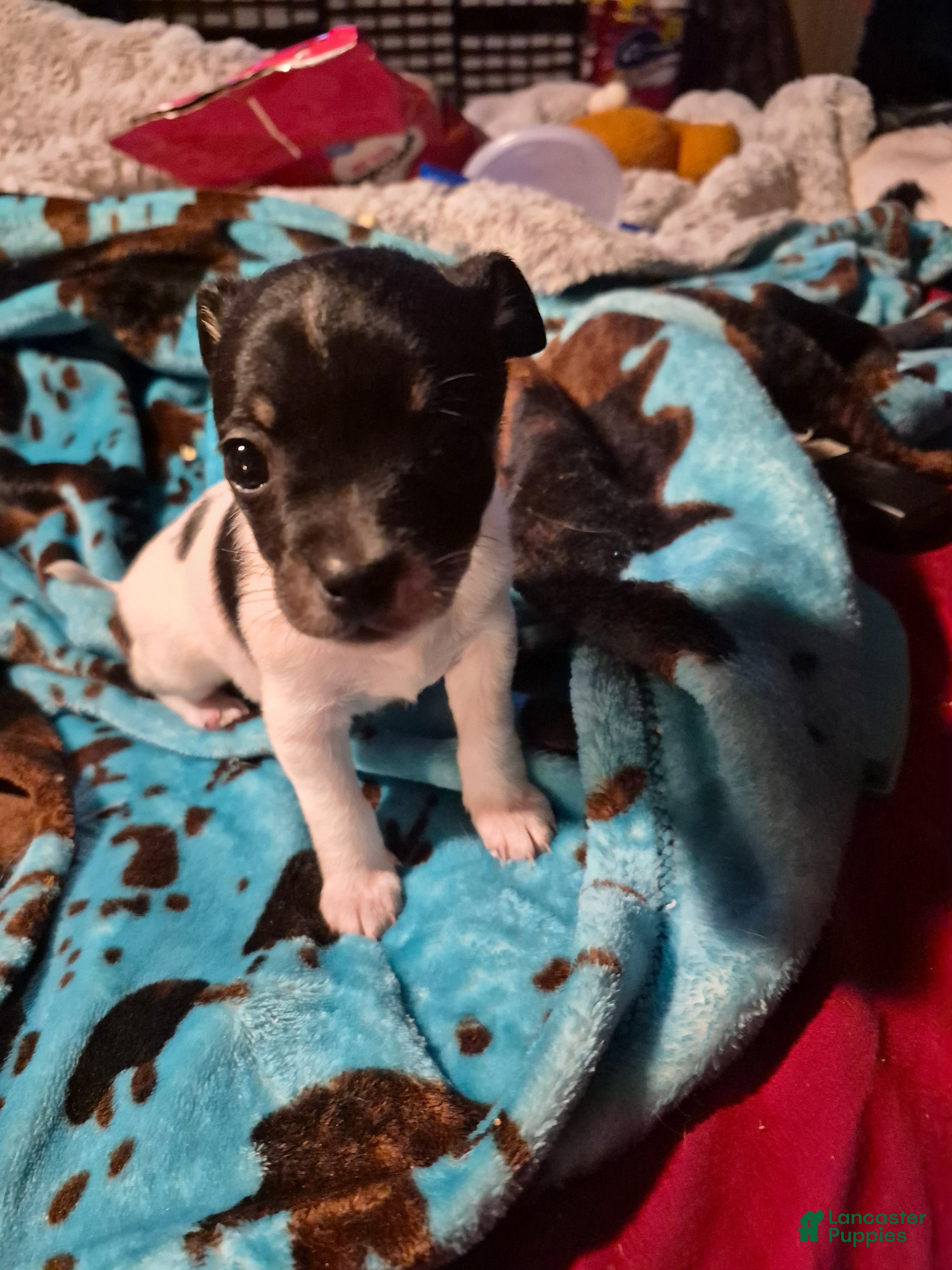 Chihuahua dogs Spunky - Ad 39