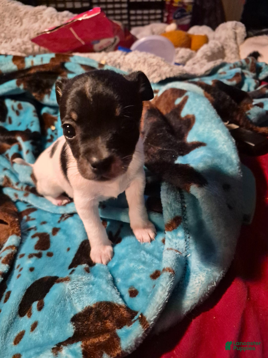 Chihuahua dogs for sale: Spunky - Ad 1