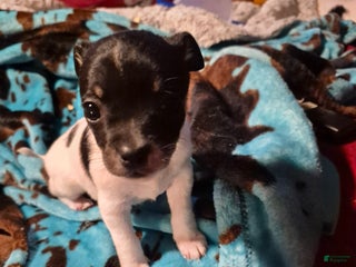 Chihuahua dogs Spunky - Ad 39