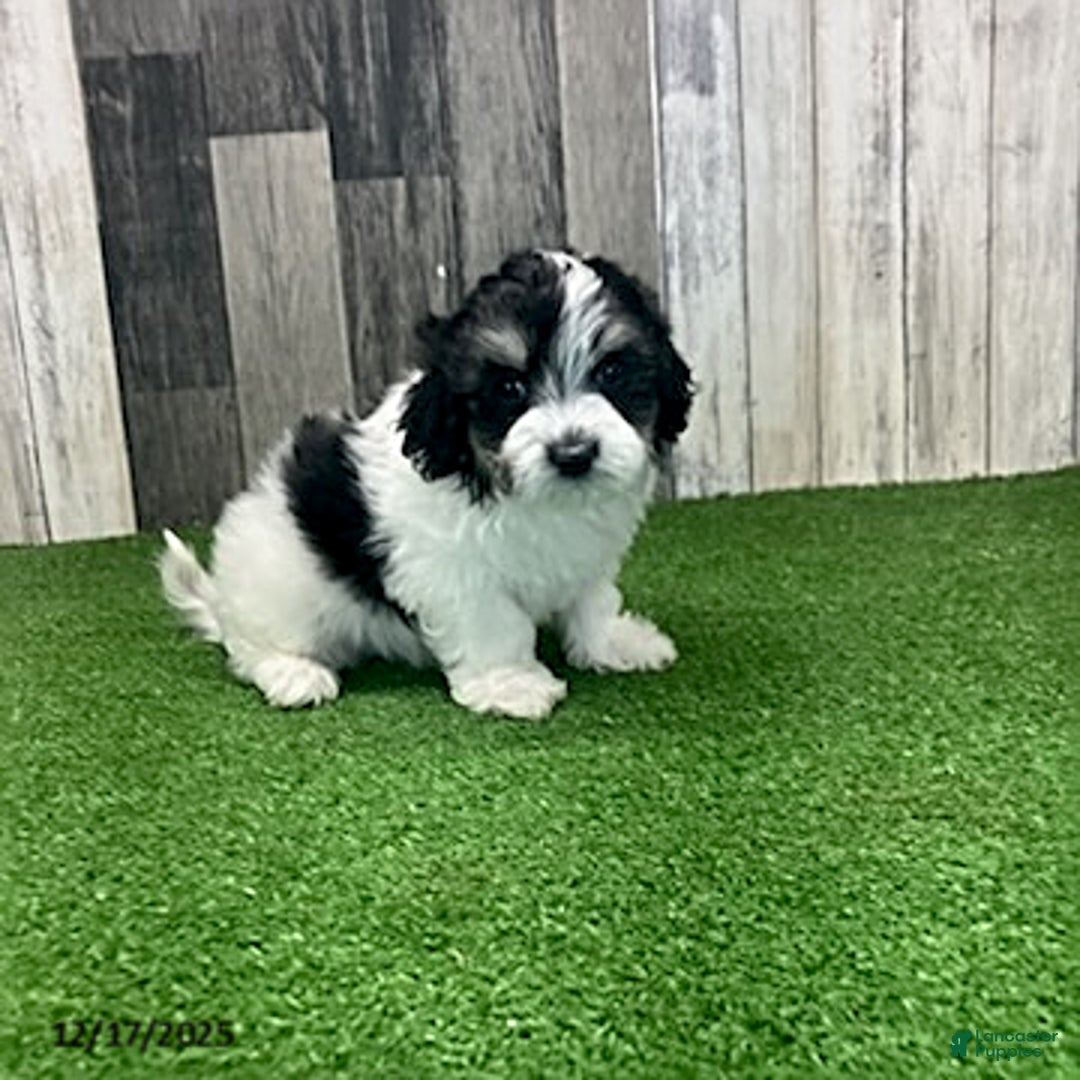 Maltipoo dogs for sale: Jamie - Ad 1