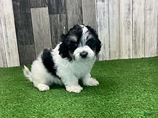 Maltipoo dogs Jamie - Ad 18