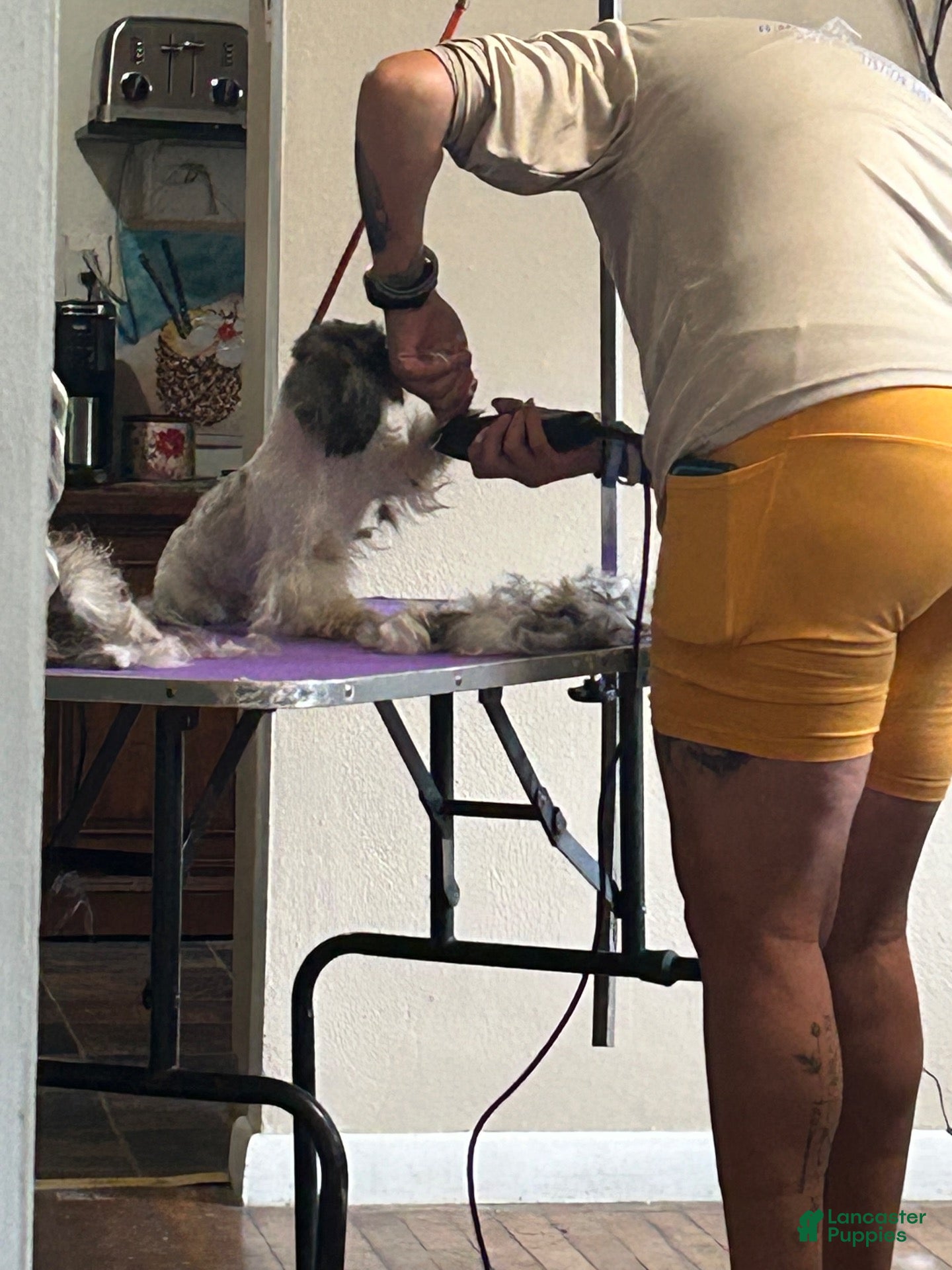 Shorkie dogs Shorkie 2 - Ad 2