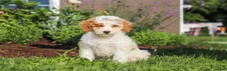 Miniature Poodle dogs for sale: Betty - Ad 4