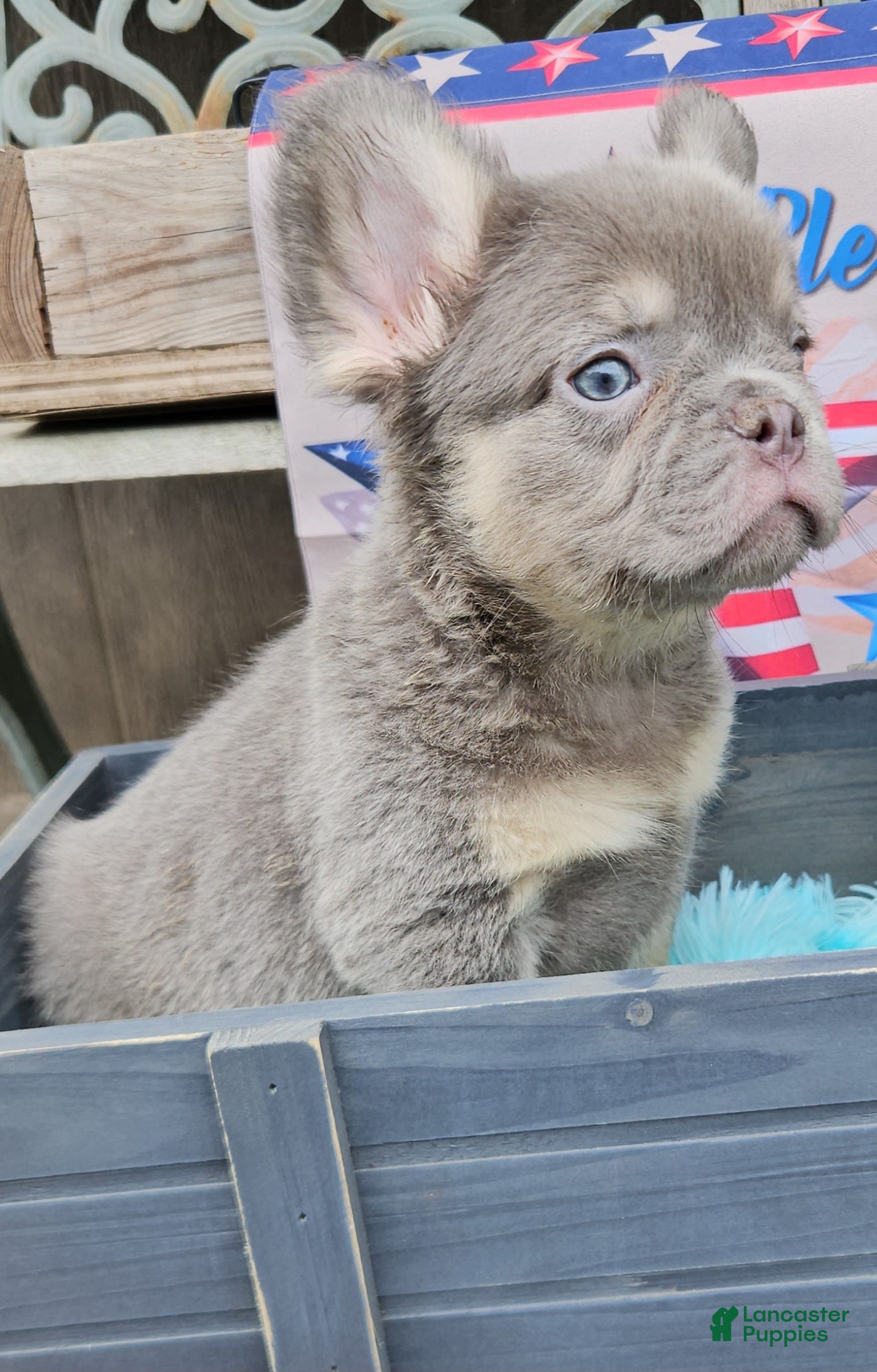French Bulldog dogs French Bulldog Puppy 1 - Ad 1