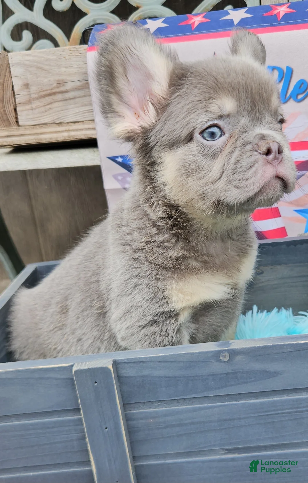 French Bulldog dogs for sale: French Bulldog Puppy 1 - Ad 1