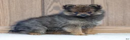 Pomeranian dogs for sale: Ava - Ad 4