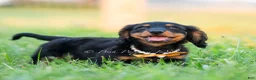 Miniature Dachshund dogs for sale: Domino - Ad 4