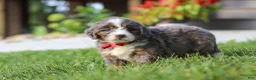 Mini Bernedoodle dogs for sale: Lemonhead - Ad 3