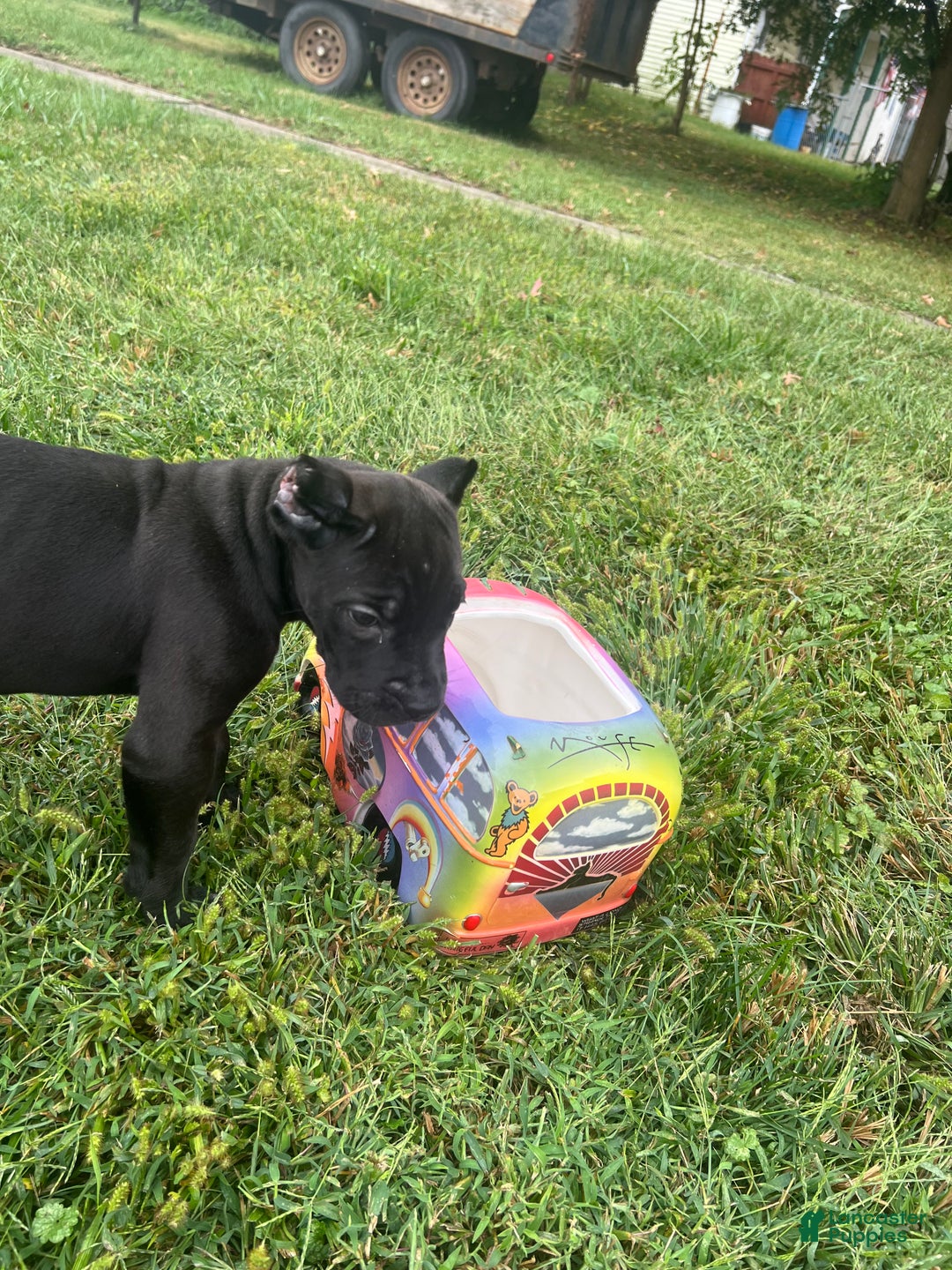 Cane Corso dogs for sale: Vanilla  - Ad 11