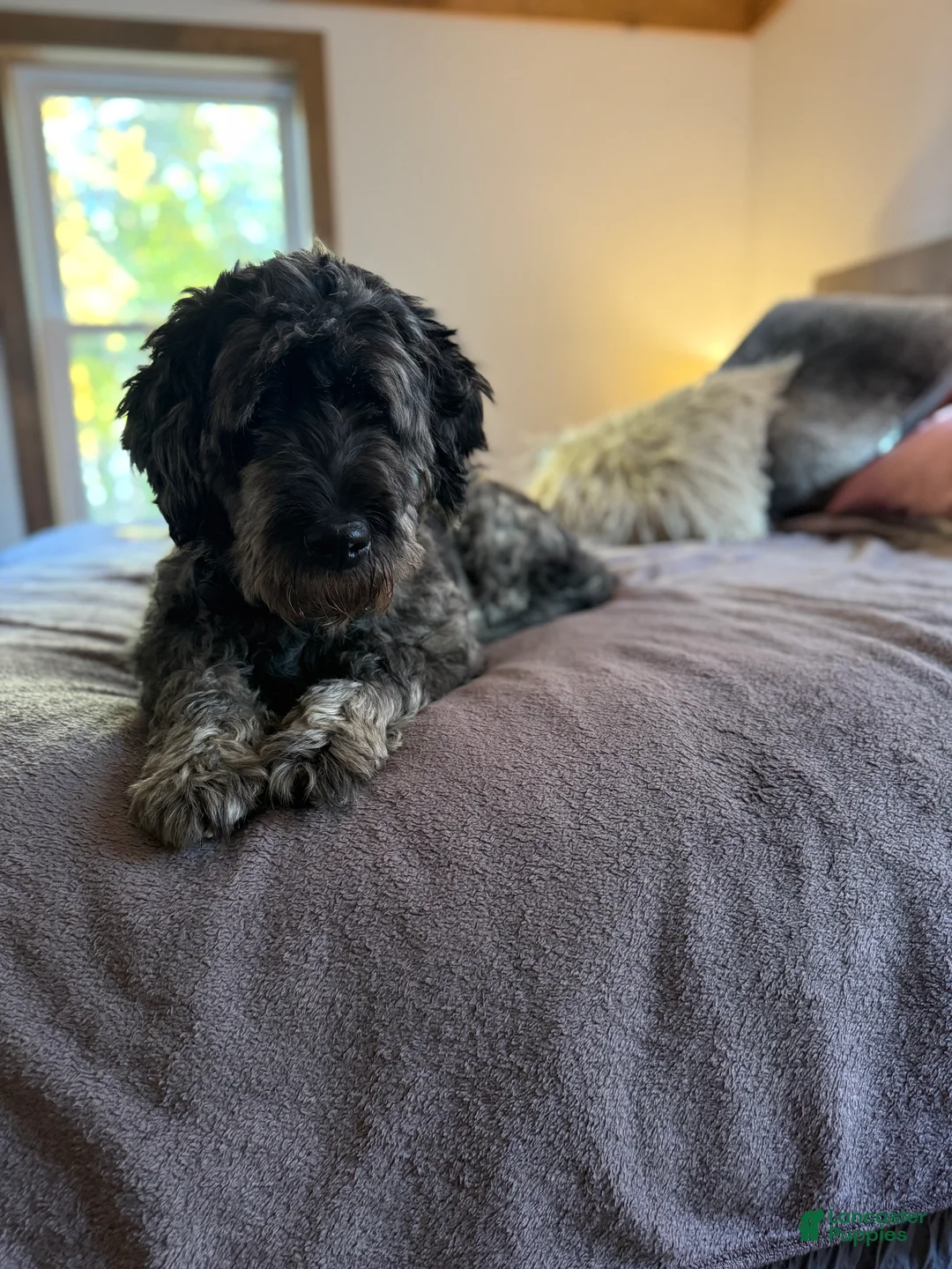 Goldendoodle dogs for sale: Ruby - Ad 2