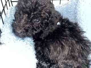 Mixed Breed dogs Mixed Breed Puppy 1 - Ad 1