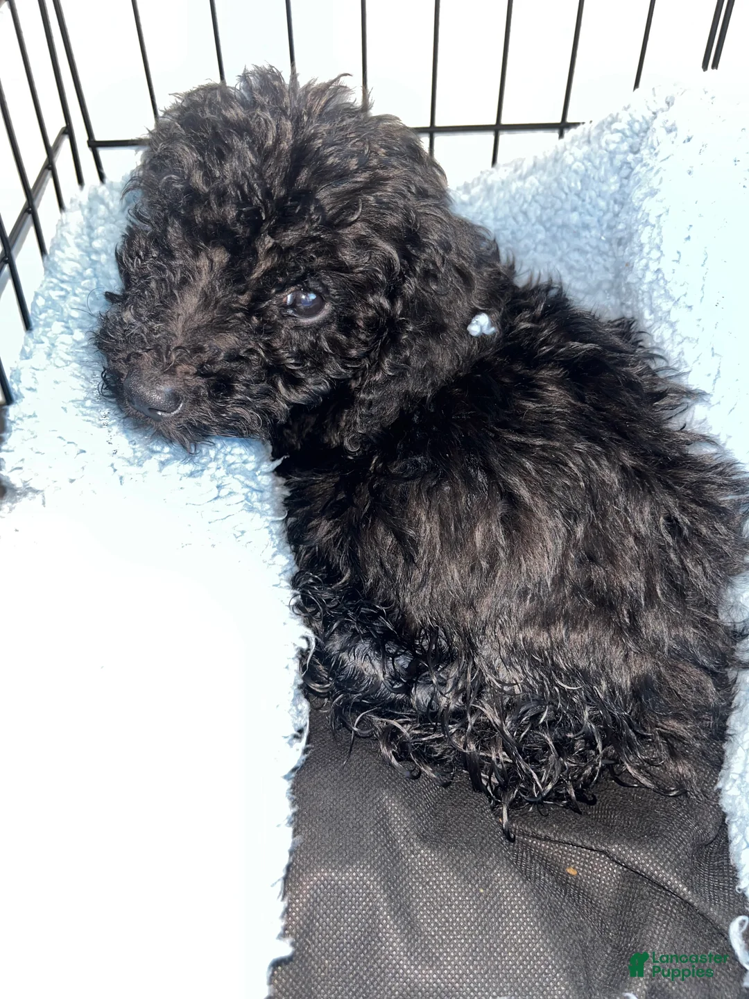 Mixed Breed dogs for sale: Mixed Breed Puppy 1 - Ad 1