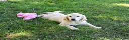 Golden Retriever dogs for sale: Gwenn - Ad 6