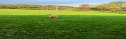 Golden Retriever dogs for sale: Goldie - Ad 6