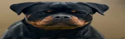 Rottweiler dogs for sale: Belize  - Ad 7