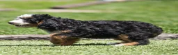 Bernedoodle dogs for sale: Pippa Bernedoodle Puppy  - Ad 5