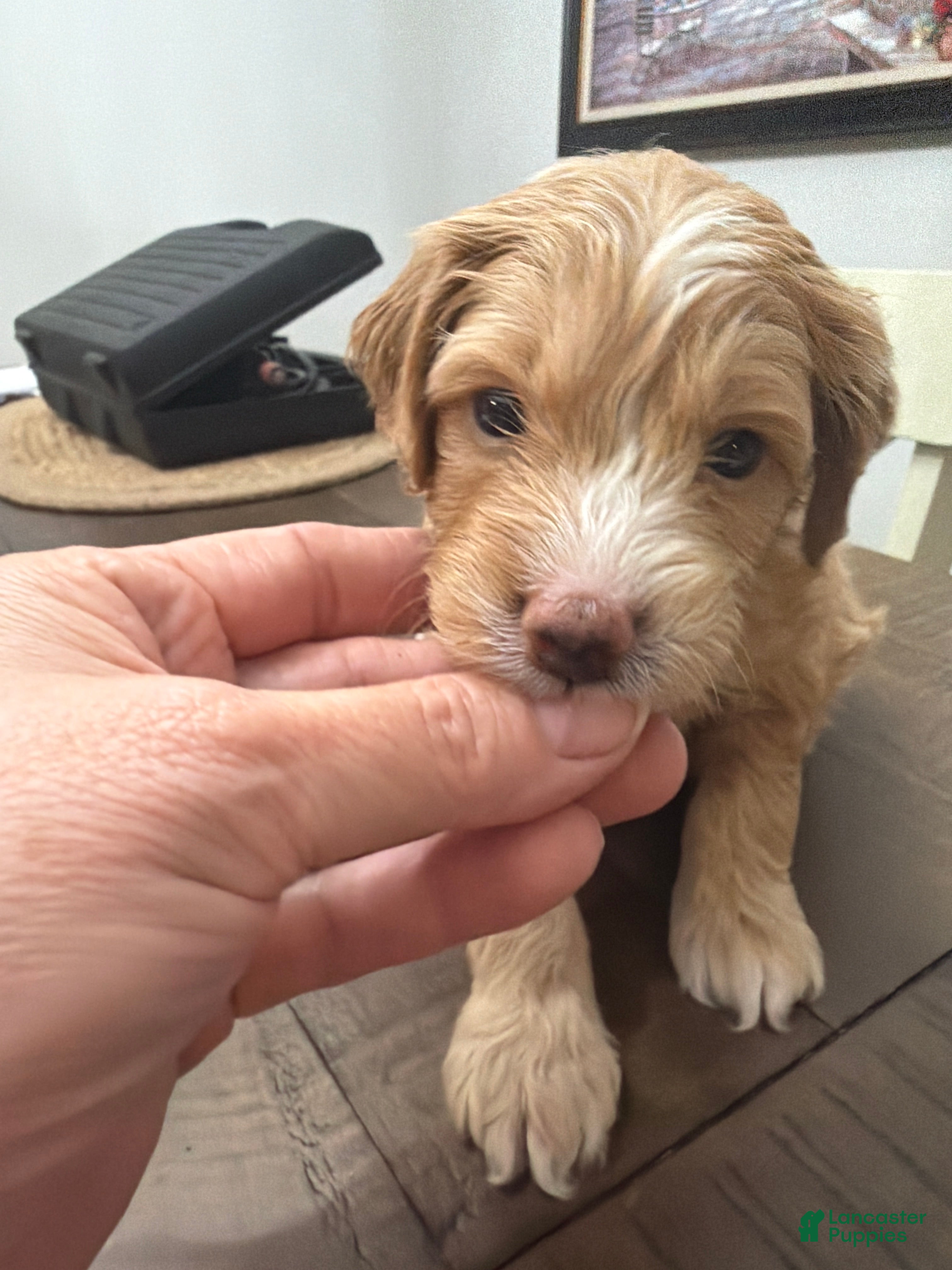Mini Goldendoodle dogs Mini Goldendoodle 4 - Ad 2