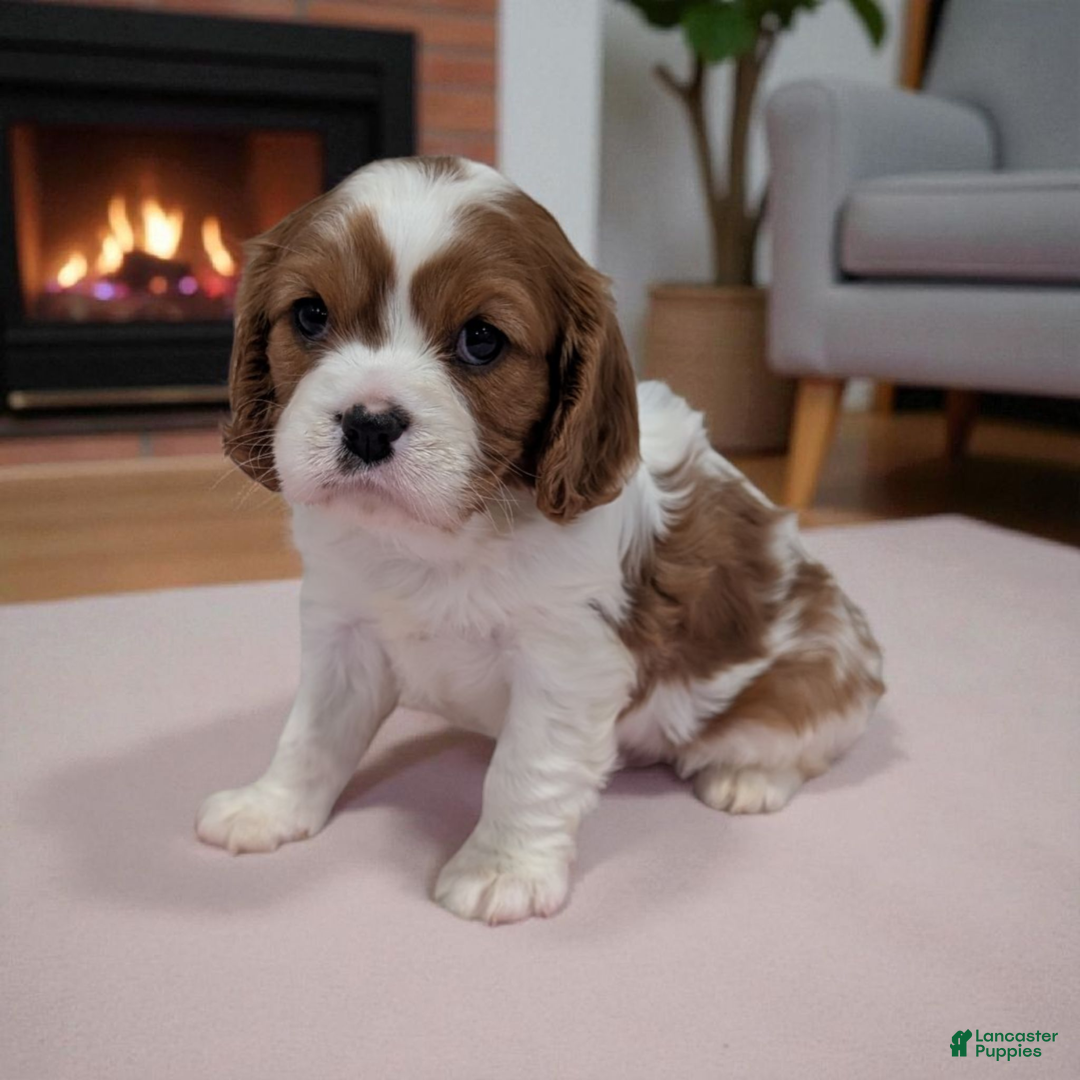 Gallery Image {{count}}