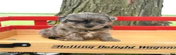 Yorkshire Terrier dogs for sale: Gracie - Ad 1