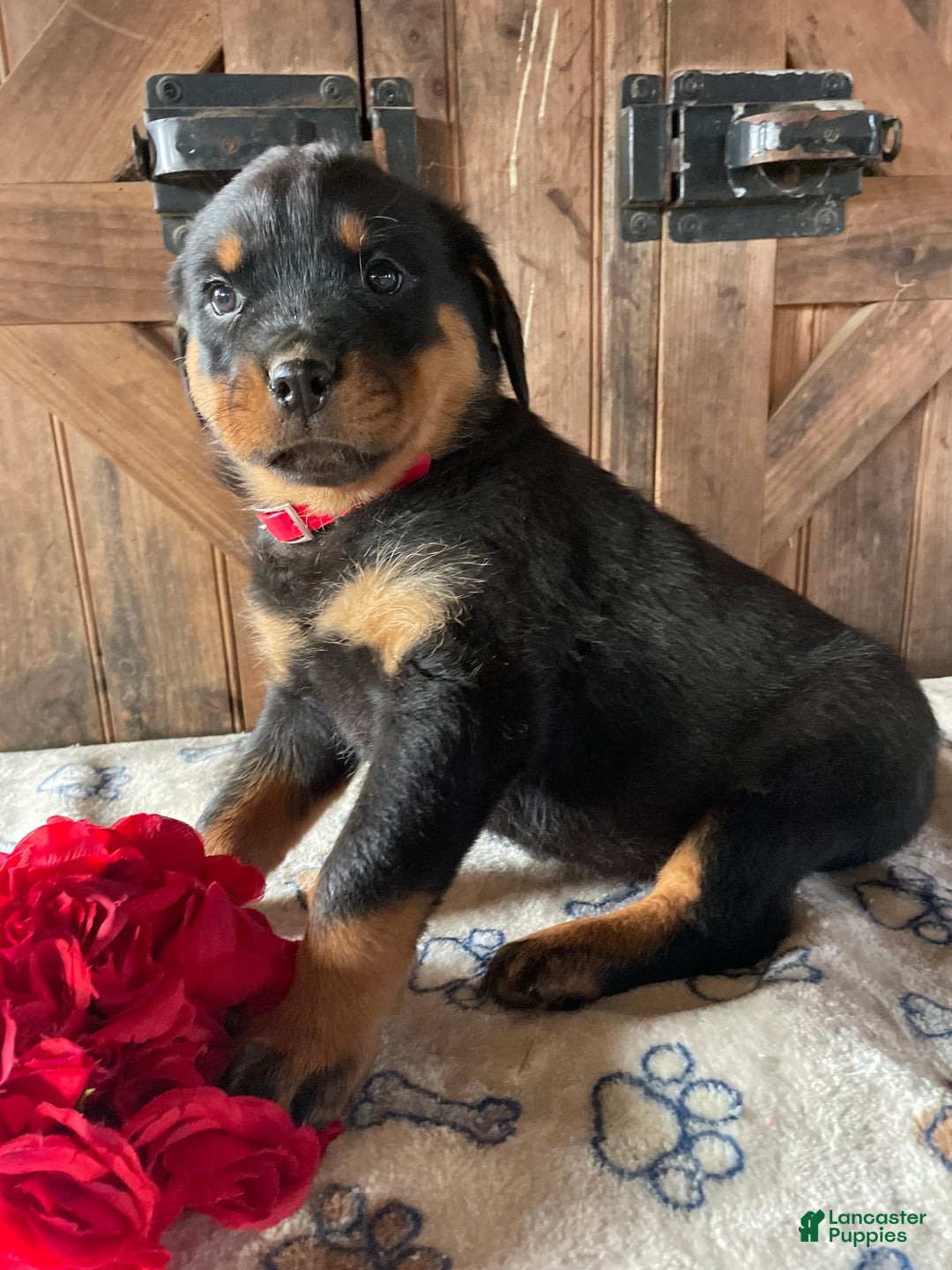 Rottweiler dogs for sale: Gemma - Ad 1