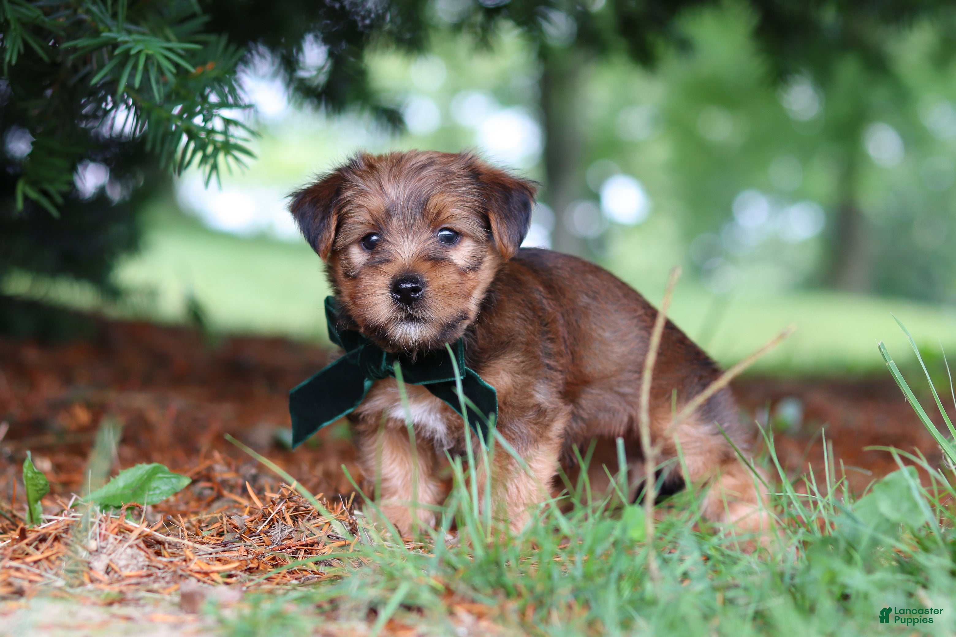 Morkie dogs Archie - Ad 2