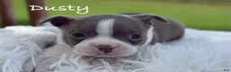 Boston Terrier dogs for sale: Dusty - Ad 1