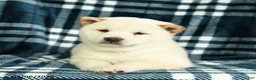 Shiba Inu dogs for sale: Snowflake - Ad 4