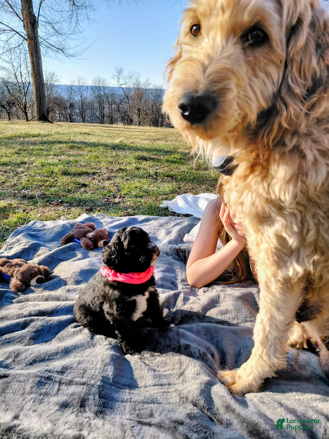 Mini Goldendoodle dogs for sale: Mini Goldendoodle Puppy CHELSEA - Ad 10