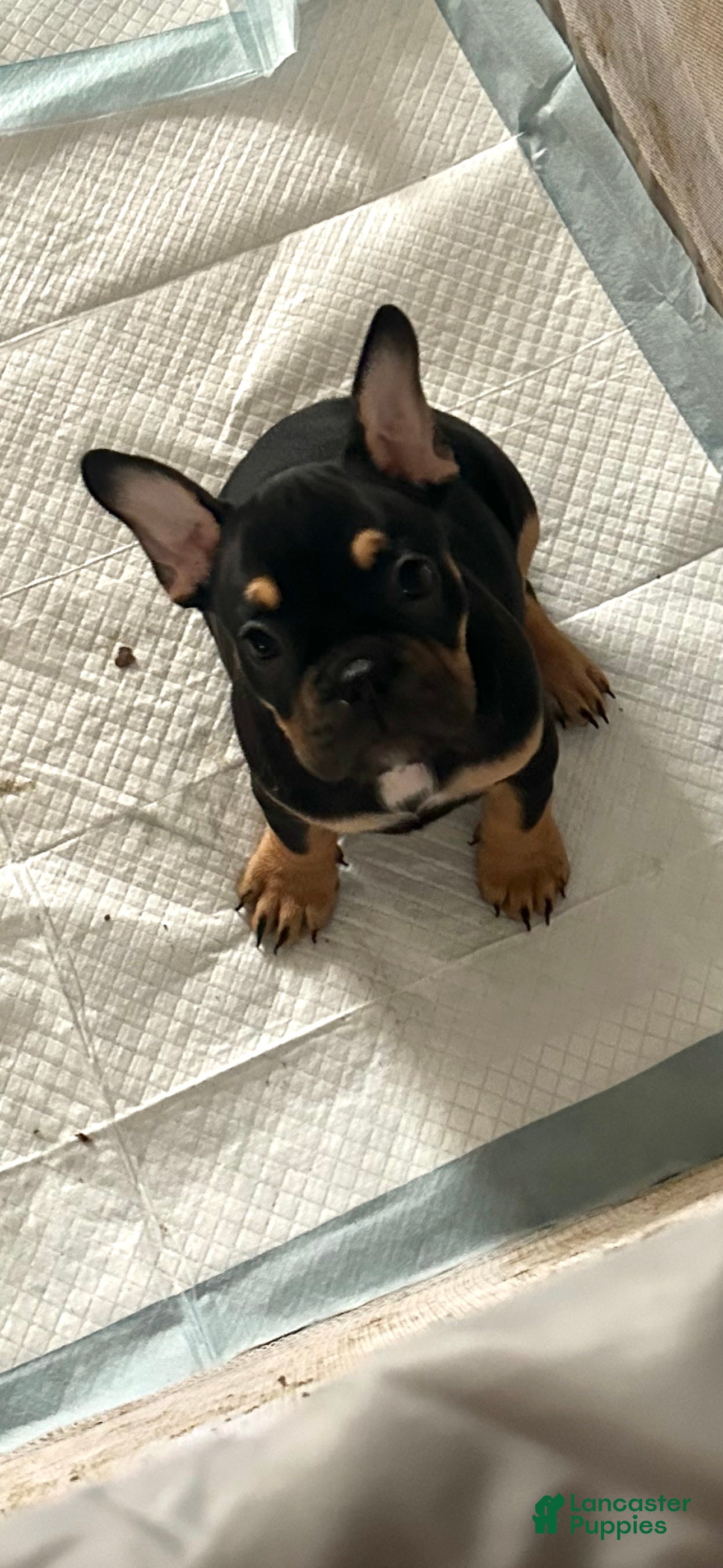 Mixed Breed dogs Mixed Breed Puppy 3 - Ad 38