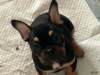 Mixed Breed dogs Mixed Breed Puppy 3 - Ad 26